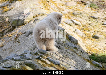 Polar bear cub (Ursus maritimus), three months old doing a little exploring on his own Stock Photo