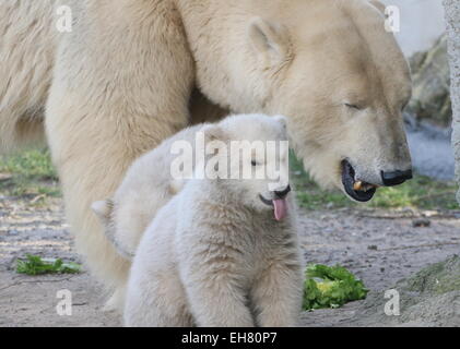 Two Polar bear cubs (Ursus maritimus), three months old, together with their mother, one sticking out his tongue Stock Photo