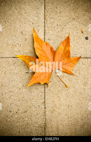 dry maple leaf on ground Stock Photo