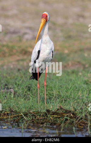 Yellowbilled stork (Mycteria ibis), Chobe National Park, Botswana, Africa Stock Photo