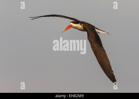 African skimmer (Rynchops flavirostris), in flight, Chobe National Park, Botswana, Africa Stock Photo