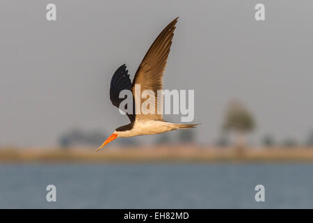 African skimmer (Rynchops flavirostris), in flight, Chobe National Park, Botswana, Africa Stock Photo