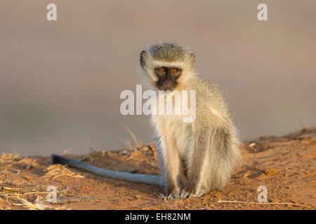 Vervet monkey (Cercopithecus aethiops), Kruger National Park, South Africa, Africa Stock Photo