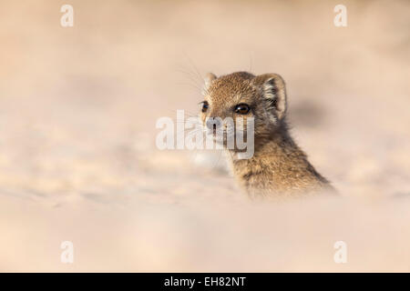 Yellow mongoose baby (Cynictis penicillata), Kgalagadi Transfrontier Park, Northern Cape, South Africa, Africa Stock Photo