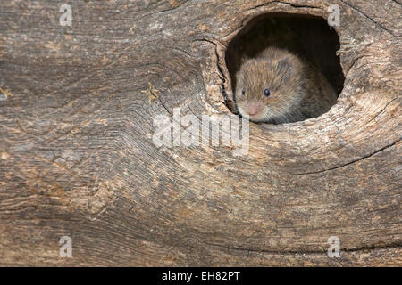 Field vole (Short-tailed vole) (Microtus agrestis), captive, United Kingdom, Europe Stock Photo