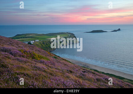 Worms Head and Rhossili Bay with Heather-clad cliffs, Gower Peninsula, Swansea, West Glamorgan, Wales, United Kingdom, Europe Stock Photo