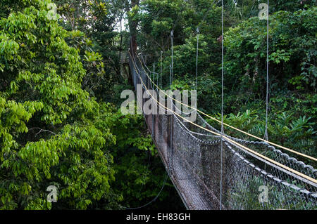 Canopy walkway at Atta Rainforest Lodge near Iwokrama, Guyana, South America Stock Photo