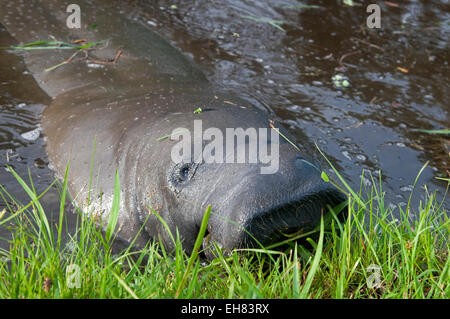 West Indian manatee (Trichechus manatus) in the Botanical Gardens in Georgetown, Guyana, South America Stock Photo