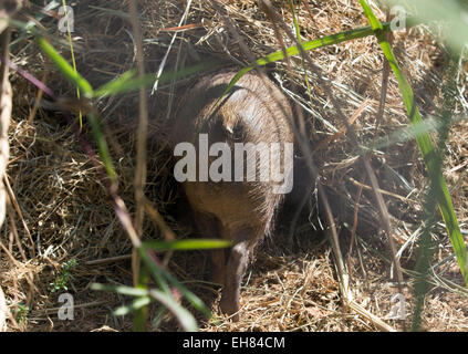 Guwahati, Assam, India. 9th Mar, 2015. A full-grown Pygmy Hog (Porcula salvania) is seen in Assam State Zoo in Guwahati, capital city of northeastern Assam state on March 9, 2015. Assam State Zoo has become the only zoo in the world where Pygmy Hogs have been introduced. Pigmy Hog, a critically endangered suid, is at the brink of extinction and only a viable population (less than 100) of the species exists in the Assam's Manas Tiger Reserve and Nameri Wildlife Sanctuary. They are about 55 to 71 cm long and stand at 20''“30 cm (7.9-11.8 in), with a tail of 2.5 cm (1 in). They weigh 6.6-11.8 Stock Photo