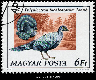 HUNGARY - CIRCA 1977: Stamp printed in Hungary shows Grey peacock-pheasant - Polyplectron bicalcaratum Linne, series Peacock bir Stock Photo