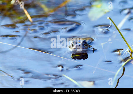 Common Frogs in breeding pool Stock Photo