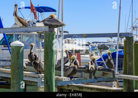 Brown pelicans resting on the pier at Clearwater harbour, Florida, USA Stock Photo