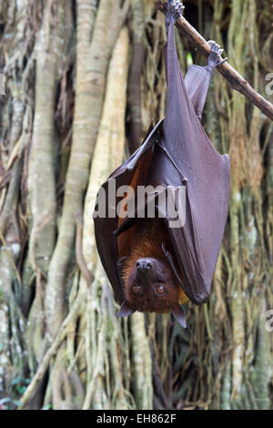 Large flying fox (Pteropus vampyrus) hanging in a tree, Bali, Indonesia, Southeast Asia, Asia Stock Photo