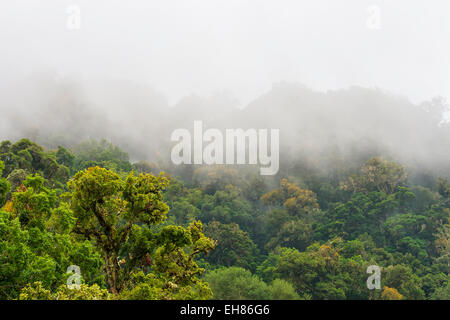 Cloud forest in Costa Rica Stock Photo
