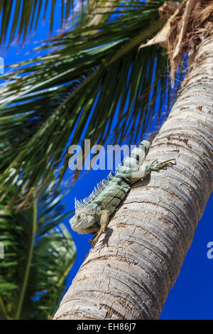 Green iguana (iguana iguana), dorsal crest in profile, descends palm tree trunk, Orient Beach, St. Martin, West Indies Stock Photo