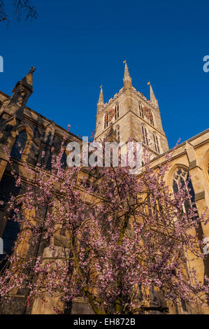Looking up at the tower of Southwark cathedral with a tree in blossom in foreground Stock Photo