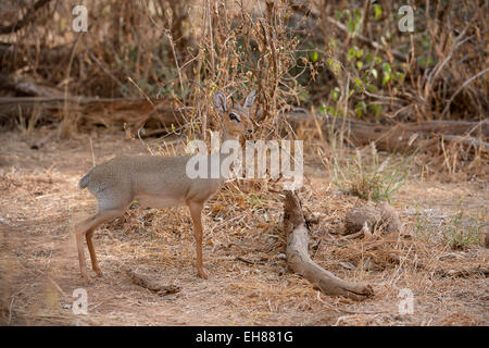 Kirk's Dik (Madoqua kirkii), female in the undergrowth, alert, Samburu National Reserve, Kenya Stock Photo