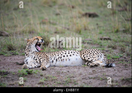 Pregnant Cheetah yawning Stock Photo - Alamy