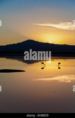 The stunning contrast of the thin fragile legs of two solitary flamingos fishing in a lagoon, Chile, South America Stock Photo