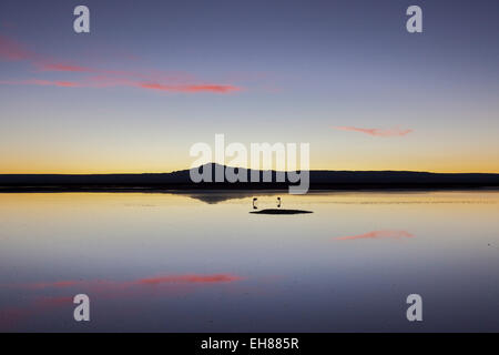 A couple of flamingos fishing in the still waters of a lagoon with a volcano of the Andes in the background, Chile Stock Photo