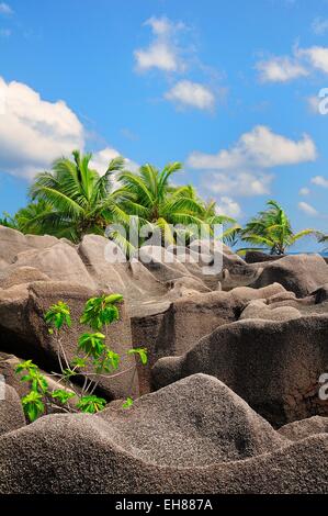 Palm trees growing between the granites rocks, La Digue Island, La Digue and Inner Islands, Seychelles Stock Photo