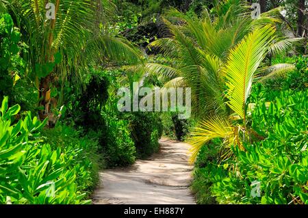 Tropical vegetation on the path to Grand Anse beach, La Digue Island, La Digue and Inner Islands, Seychelles Stock Photo