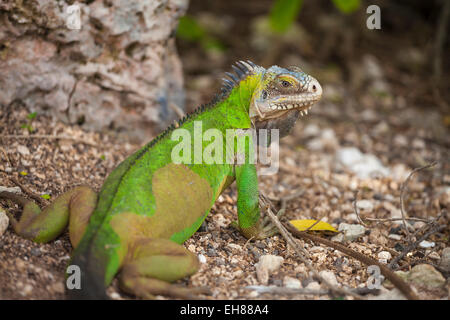West Indian Iguana (Iguana delicatissima), Petite Terre, Guadeloupe Stock Photo