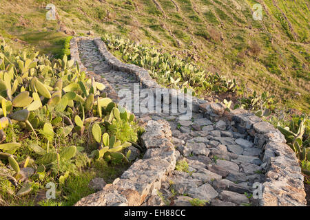 Hiking trail to the dragon tree Drago de Agalán near Alajero, La Gomera, Canary Islands, Spain Stock Photo