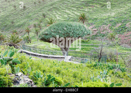 Dragon tree Drago de Agalán near Alajero, La Gomera, Canary Islands, Spain Stock Photo