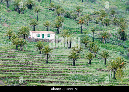 Finca and palm trees, terraced fields, near Alajero, La Gomera, Canary Islands, Spain Stock Photo