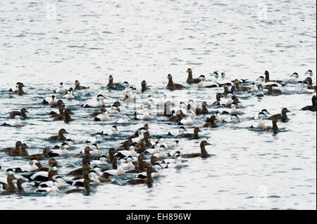 Group of Common Eider (Somateria mollissima) swimming in water, Vadsö, Varanger peninsula, Norway. Stock Photo