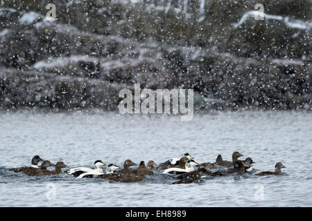 Group of Common Eider (Somateria mollissima) swimming in water during snowfall in blizzard, Vadsö, Varanger peninsula, Norway. Stock Photo