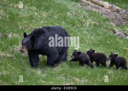 Black bear (Ursus americanus) sow and three cubs of the year, Yellowstone National Park, UNESCO, Wyoming, USA Stock Photo