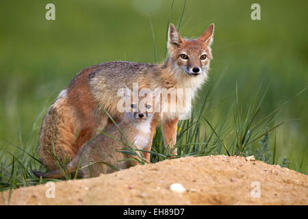 Swift fox (Vulpes velox) adult and kit, Pawnee National Grassland, Colorado, United States of America, North America Stock Photo