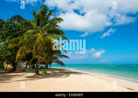 Sandy beach and palm trees of Pigeon Point, Tobago, Trinidad and Tobago, West Indies, Caribbean, Central America Stock Photo