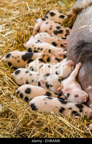 Kunekune piglets nursing from their sow at Fox Hollow Farm near Issaquah, Washington, USA. Stock Photo