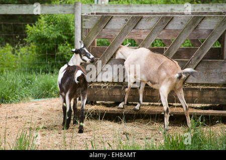 Two Alpine dairy goats eating out of a hay feeder near Galena, Illinois, USA Stock Photo