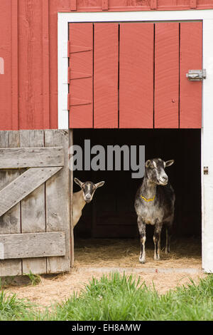Two Alpine dairy goats standing in the stable door of a well-kept barn near Galena, Illinois, USA Stock Photo