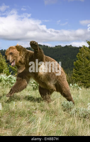 Adult male Grizzly Bear charging, growling and ready to fight, with paws up, near Bozeman, Montana, USA Stock Photo