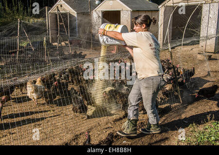 Woman feeding Black Australorp chickens in Carnation, Washington, USA Stock Photo