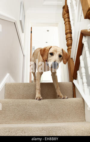 Yellow Labrador Retriever puppy aged 8 months sat at top of stairs Stock Photo