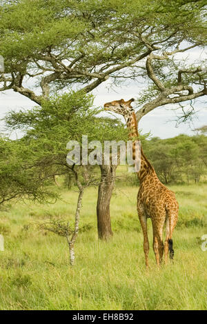 Masai Giraffe eating from top of an Acacia tree in the Serengeti area of Tanzania, Africa