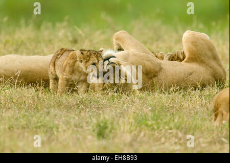 Lion mom and baby playing in Ngorongoro Crater, Tanzania, Africa Stock Photo