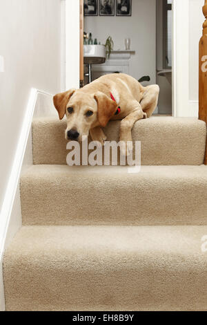 Yellow Labrador Retriever puppy aged 8 months sat at top of stairs Stock Photo