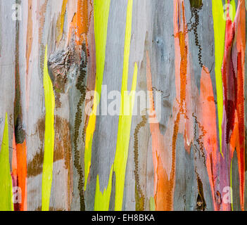 Wood texture - Colourful bark and tree trunk of the Rainbow Eucalyptus tree at Keahua Arboretum in Kauai, Hawaii, USA Stock Photo