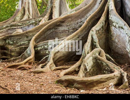 Roots of the Moreton Bay Fig Tree growing in Hawaii Stock Photo