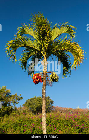 Betel Nut or Areca Catechu tropical palm tree growing in Kauai, Hawaii Stock Photo