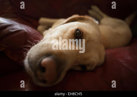 Female Labrador Retriever resting on couch. Barcelona. Catalonia. Spain. Stock Photo