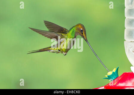 sword-billed hummingbird (Ensifera ensifera) adult male feeding at hummingbird feeder Stock Photo