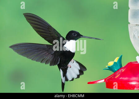 collared Inca hummingbird (Coeligena torquata) adult male in flight near hummingbird feeder Stock Photo